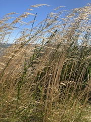Deschampsia cespitosa holciformis