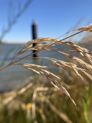 Deschampsia cespitosa holciformis
