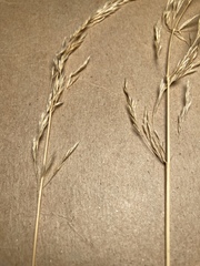 Deschampsia cespitosa holciformis