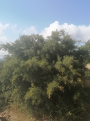 Hakea decurrens physocarpa