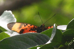 Pseudacraea boisduvalii
