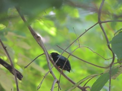 Chiroxiphia linearis