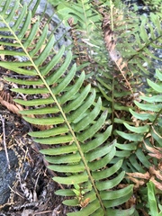 Polystichum imbricans