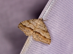 Perizoma parallelolineatum