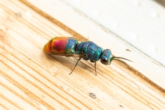 Chrysis fulgida