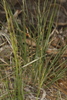 California Needle Grass - Photo (c) Steve Matson, some rights reserved (CC BY), uploaded by Steve Matson