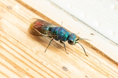Chrysis fulgida