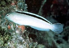 Disco Blenny photo 1