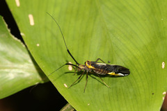 Dictyopsocus pennicornis