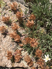 Trifolium dasyphyllum