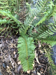 Polystichum imbricans