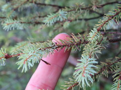 Arceuthobium pusillum