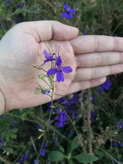 Delphinium consolida