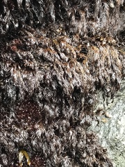 Odonthalia floccosa