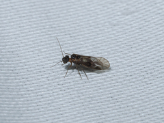 Teliapsocus