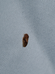 Neophyllura arbuti