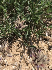 Trifolium dasyphyllum