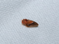 Neophyllura arbuti