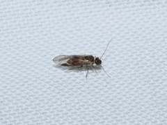 Teliapsocus