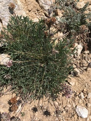 Trifolium dasyphyllum