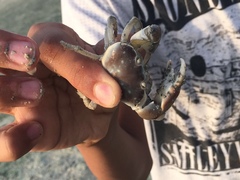 Eurycarcinus orientalis