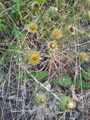 Carlina vulgaris