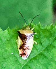 Elasmostethus atricornis