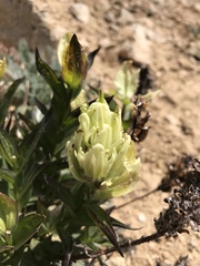 Castilleja occidentalis