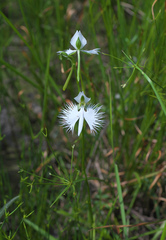 Pecteilis radiata