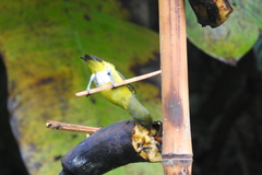 Euphonia hirundinacea
