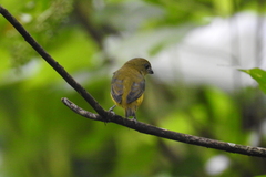 Euphonia hirundinacea