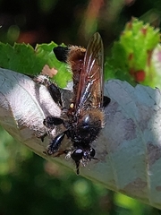 Laphria flava