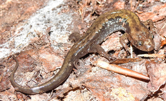 Desmognathus carolinensis
