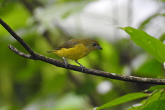 Euphonia hirundinacea