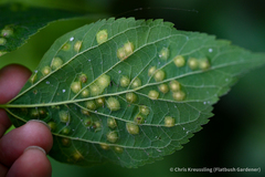 Pachypsylla celtidisasterisca