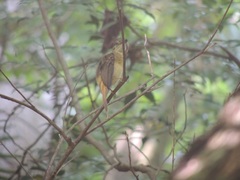 Onychorhynchus coronatus