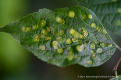Pachypsylla celtidisasterisca