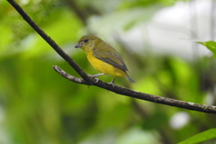 Euphonia hirundinacea