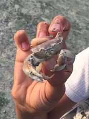 Eurycarcinus orientalis