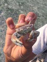 Eurycarcinus orientalis