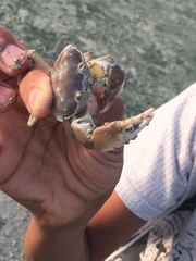 Eurycarcinus orientalis