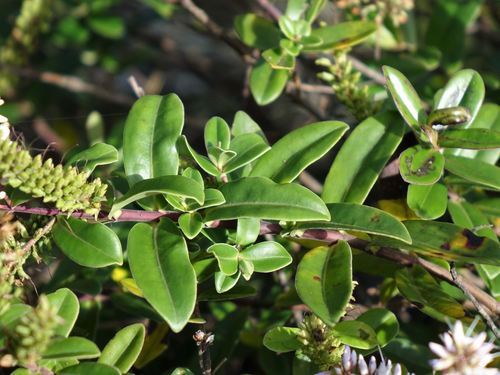 Image of Veronica obtusata by (c) Jacqui Geux, some rights reserved (CC BY)