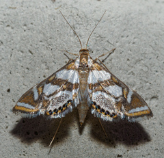 Chrysendeton medicinalis