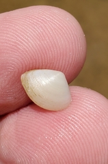 Polymesoda floridana