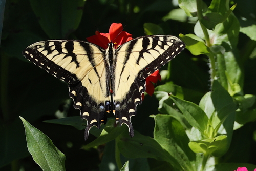 Eastern Tiger Swallowtail, photo 6 of 10