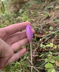Colchicum autumnale
