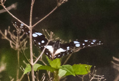 Graphium leonidas