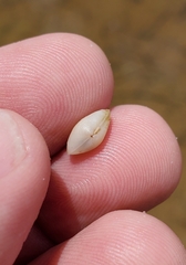 Polymesoda floridana