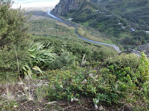 Image of Veronica obtusata by (c) Jacqui Geux, some rights reserved (CC BY)