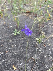 Delphinium consolida